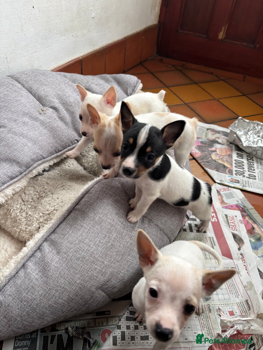 Mixed Breed dogs for sale: Adorable Jack Russel x Chihuahua puppies  - Advert 21