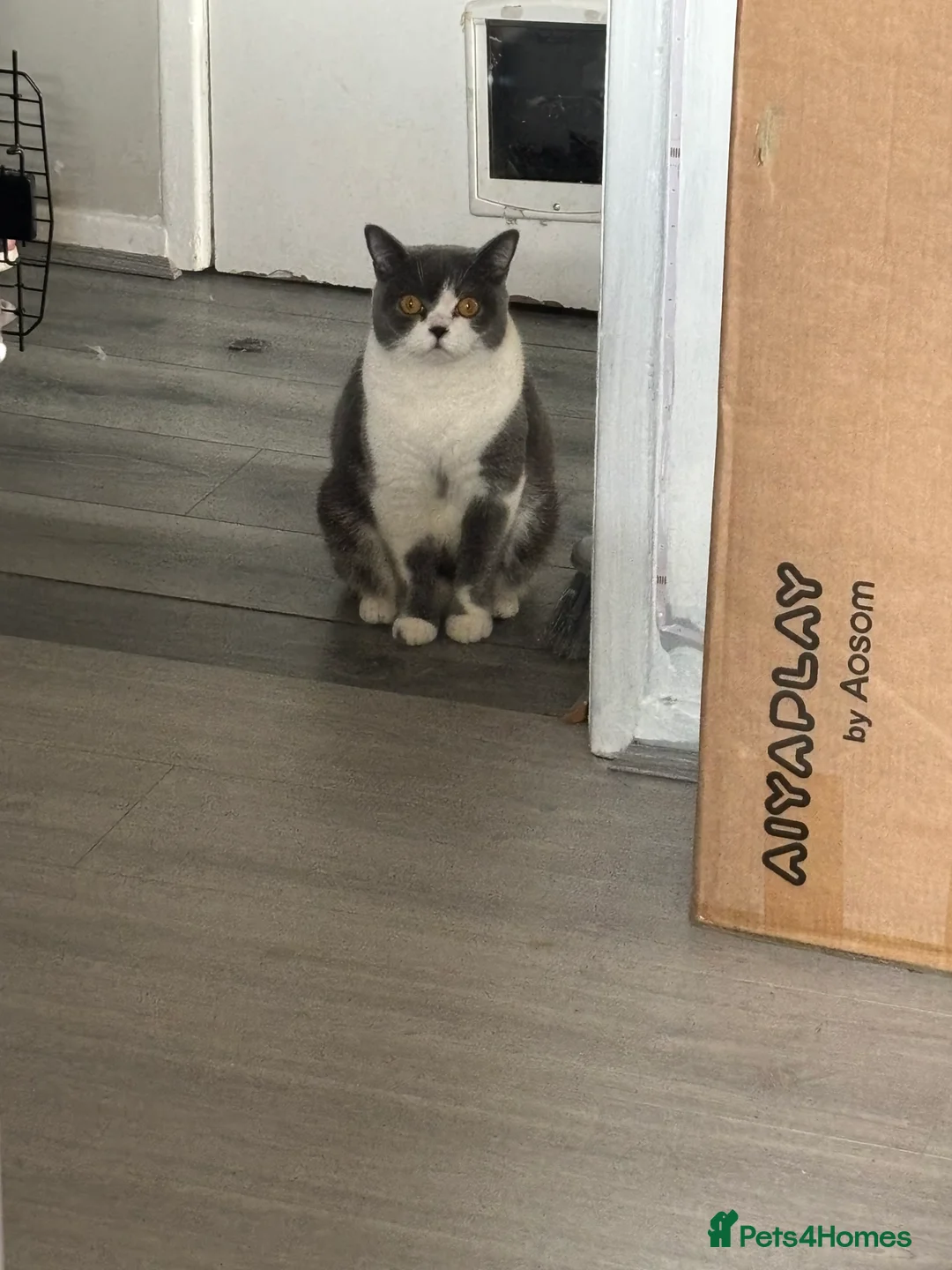 Maine Coon cats for sale: Bsh and Maine coon  - Advert 3