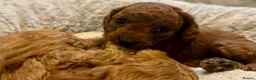 Cavapoo dogs for sale: Dog Trainer’s Cavapoo fur babies   - Advert 31
