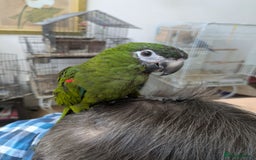 Macaws birds for sale: Ara Hahna red shouldered macaw tamed babies - Image 1