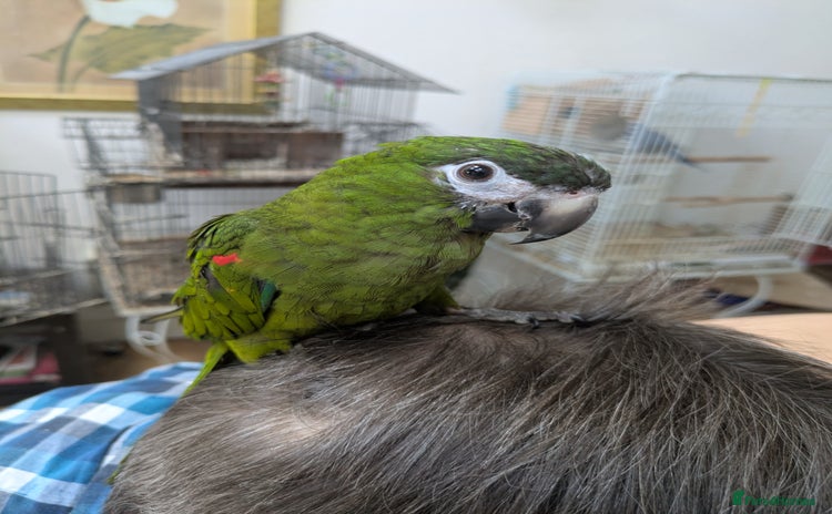 Macaws birds - Advert 1