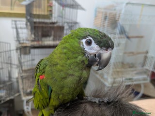 Macaws birds - Advert 29