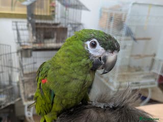 Macaws birds Ara Hahn's red shouldered macaw tamed boy delivery - Advert 1