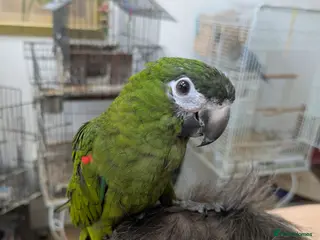 Macaws birds Ara Hahn's red shouldered macaws tamed delivery - Advert 3