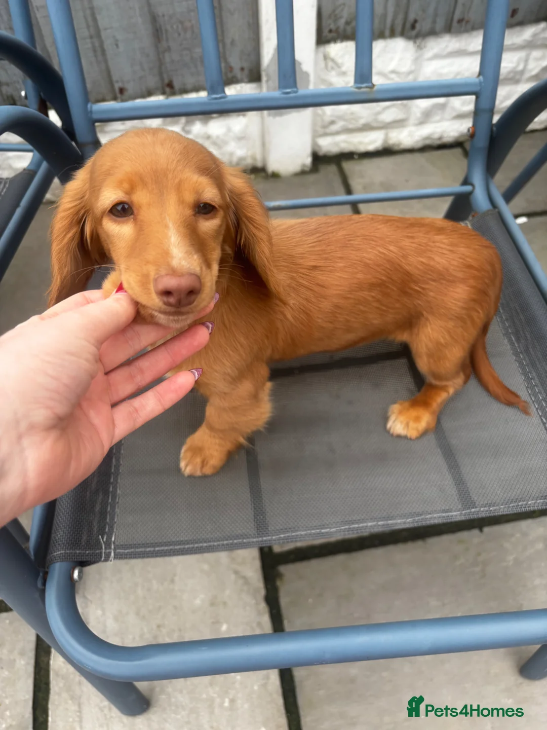 Miniature Dachshund dogs for sale: Long haired cream puppy last boy   - Advert 2