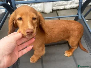 Miniature Dachshund dogs Long haired cream Puppies 2 boys left - Advert 10