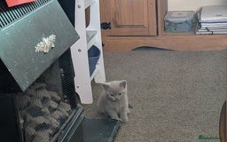 British Shorthair cats for sale: Beautiful female kitten  - Image 13