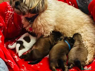 Shih Tzu dogs Beautiful KC Reg puppies 1 girl & 3 boys - Advert 2