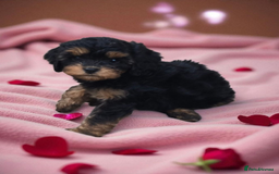 Cavapoo dogs for sale: Top quality cavapoo - Image 8