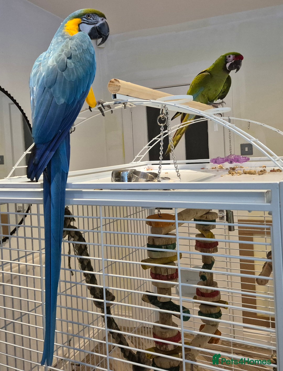 Macaws birds for sale: Tame Blue and gold macaw and military macaw - Advert 3