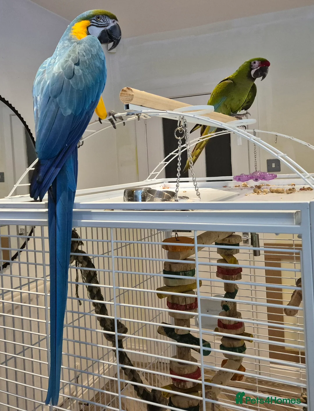 Macaws birds for sale: Tame Blue and gold macaw and military macaw - Advert 3