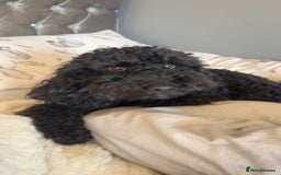 Mixed Breed dogs for sale: Beautiful Little Frocker female ready now  - Advert 7