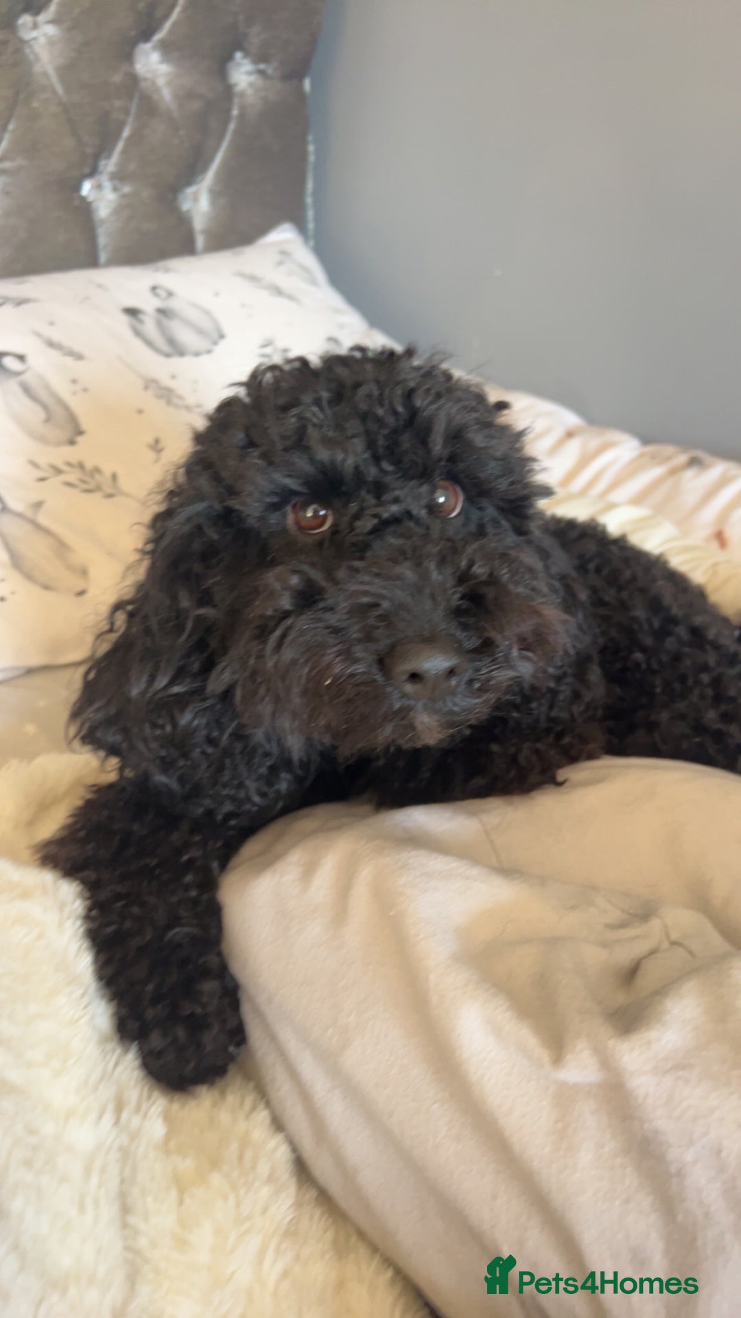 Mixed Breed dogs for sale: Beautiful Little Frocker female ready now  - Advert 7