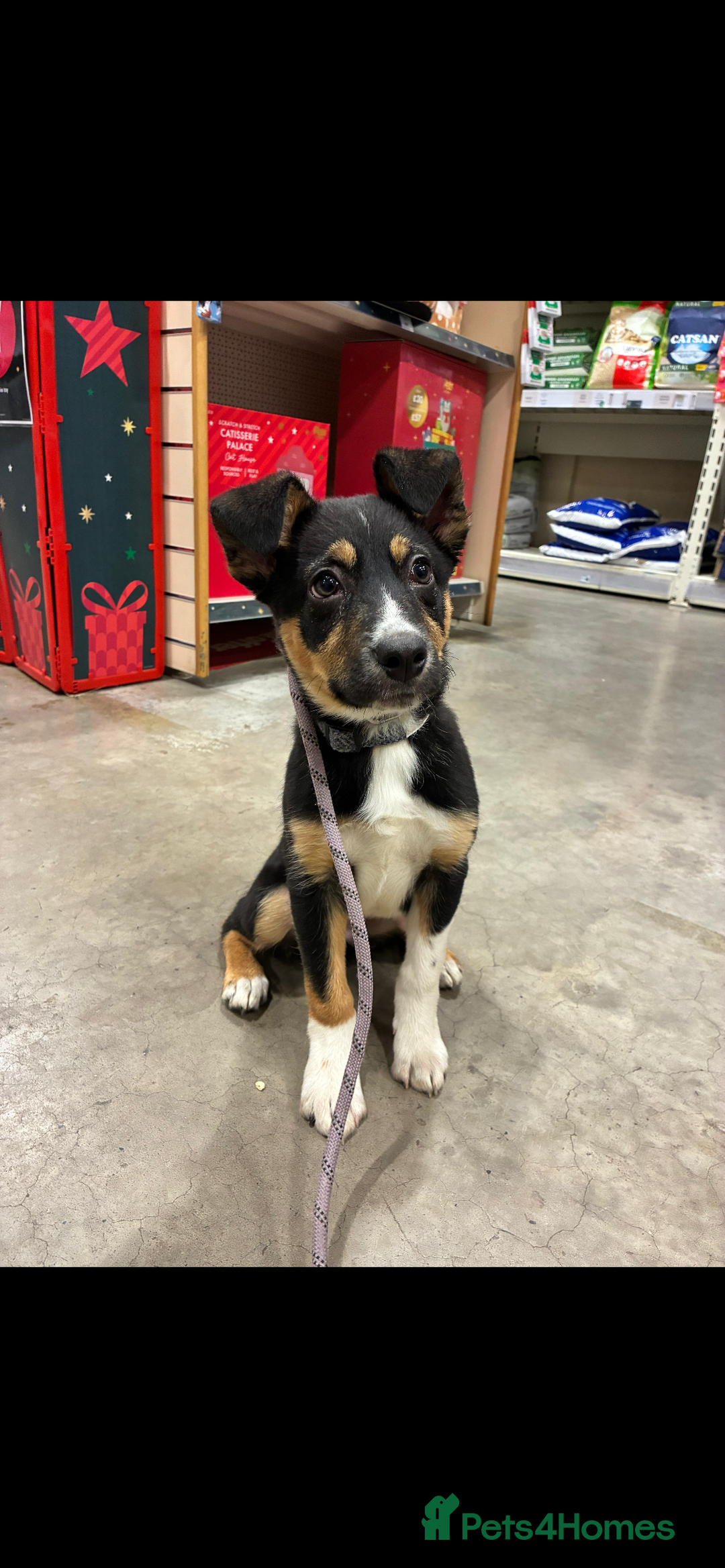 Mixed Breed dogs for sale: Angus - Advert 2