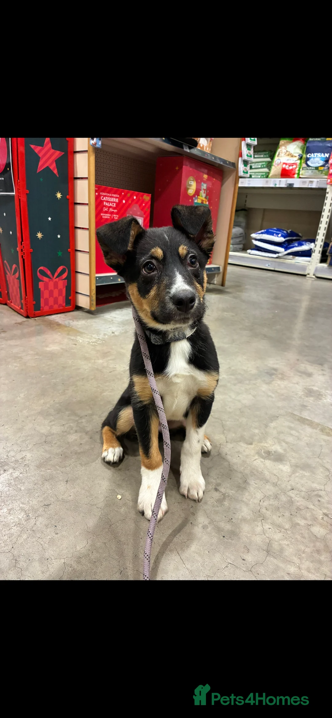 Mixed Breed dogs for sale: Angus - Advert 2