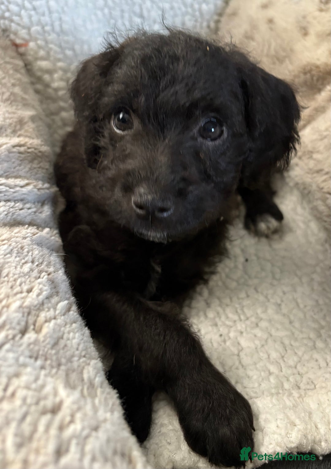Mixed Breed dogs for sale: Patterdale cross - Image 13