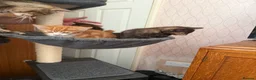 Mixed Breed cats for sale: 3 kittens for sale - Advert 4