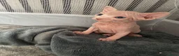 Sphynx cats for sale: Stunning blue sphinx kittens  - Advert 16