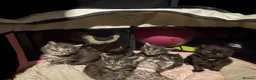 Maine Coon cats for sale: Beautiful Maine coon  kittens  - Advert 5