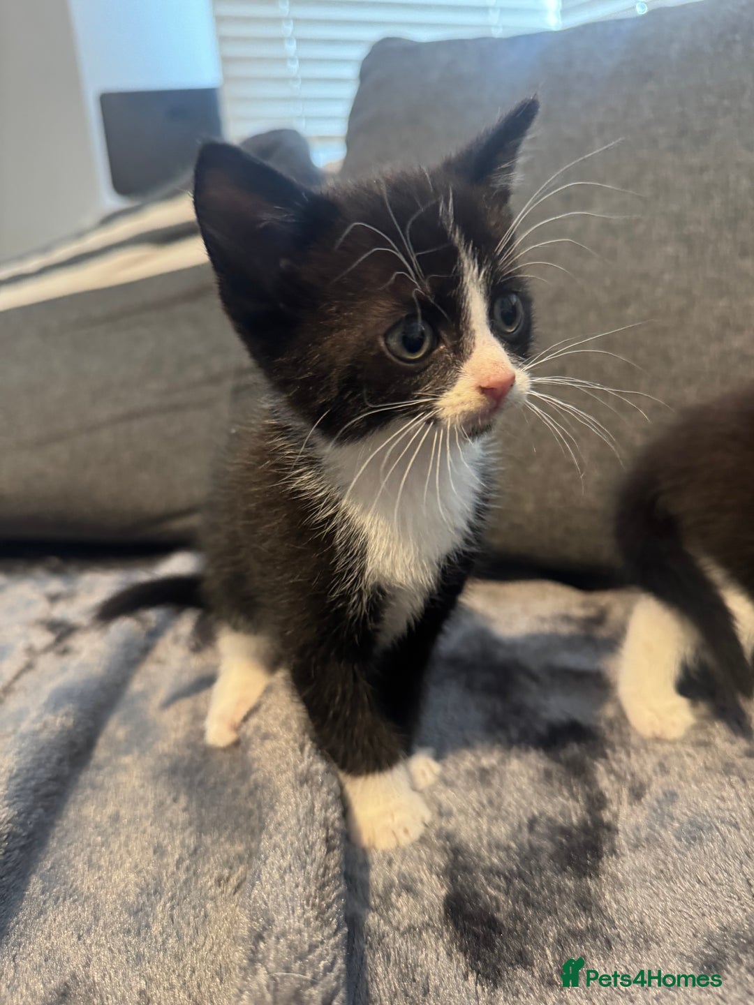 Domestic Shorthair cats for sale: 6 beautiful kittens - Image 4