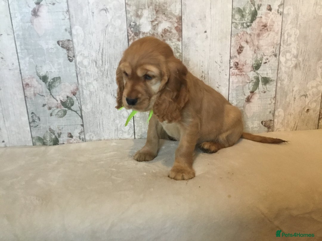 Mixed Breed dogs for sale: Adorable/ Social/Confident Cockalier pups - Advert 16