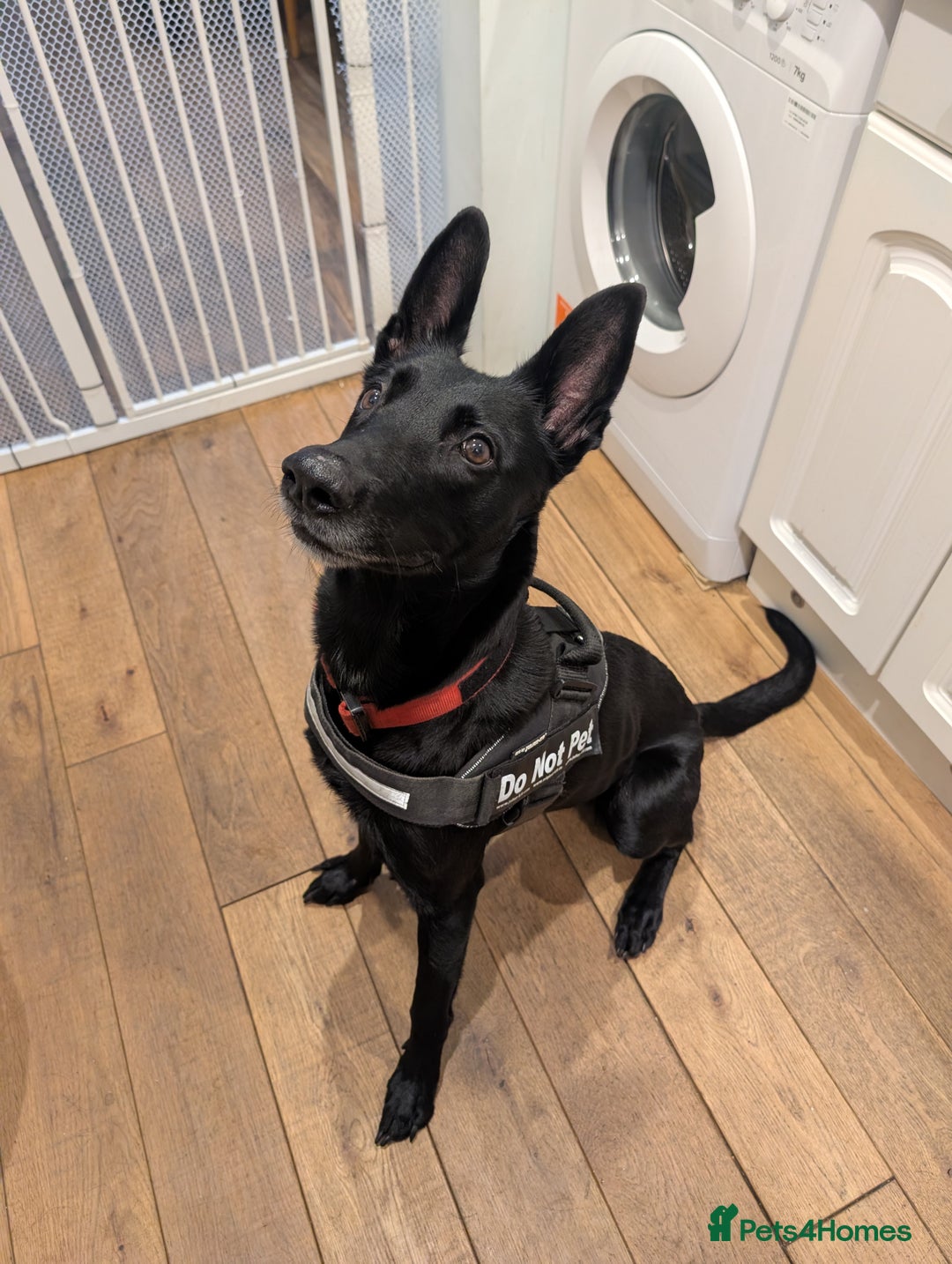 Belgian Shepherd Dog dogs for sale: Storm  - Advert 1