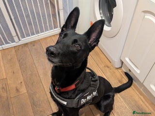 Belgian Shepherd Dog dogs Storm - Advert 2