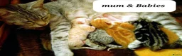 Mixed Breed cats for sale: Beautiful Ginger kittens - Advert 2
