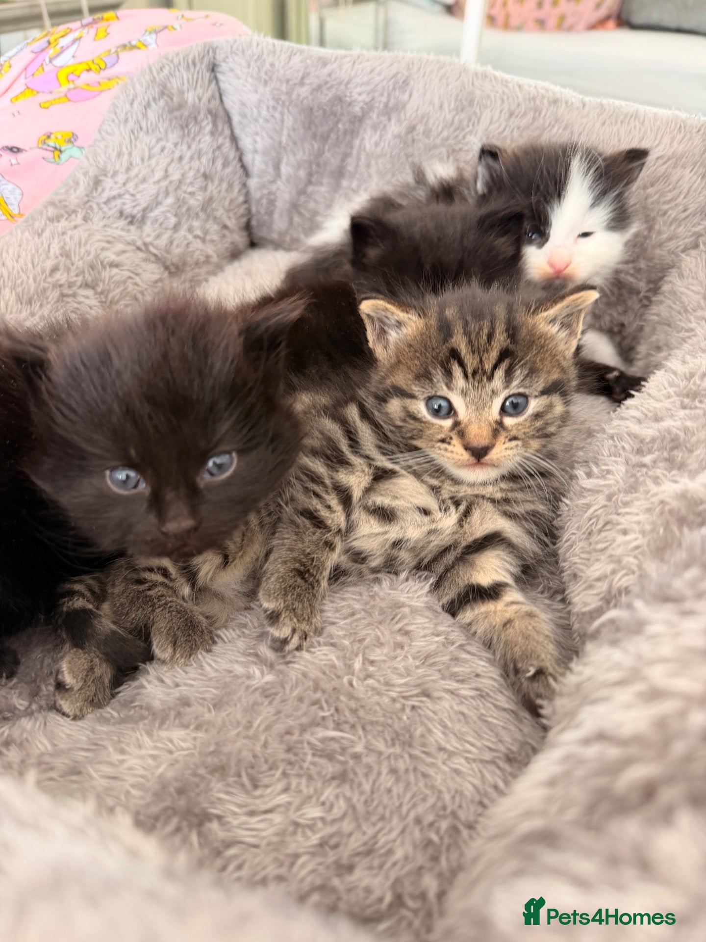 Mixed Breed cats 🐾 4 Adorable Kittens 🐱 Raised With Love ❤️ - Advert 2