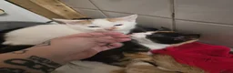 Mixed Breed cats for sale: 2 Female kittens - Advert 3