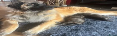 Leonberger Puppy 1