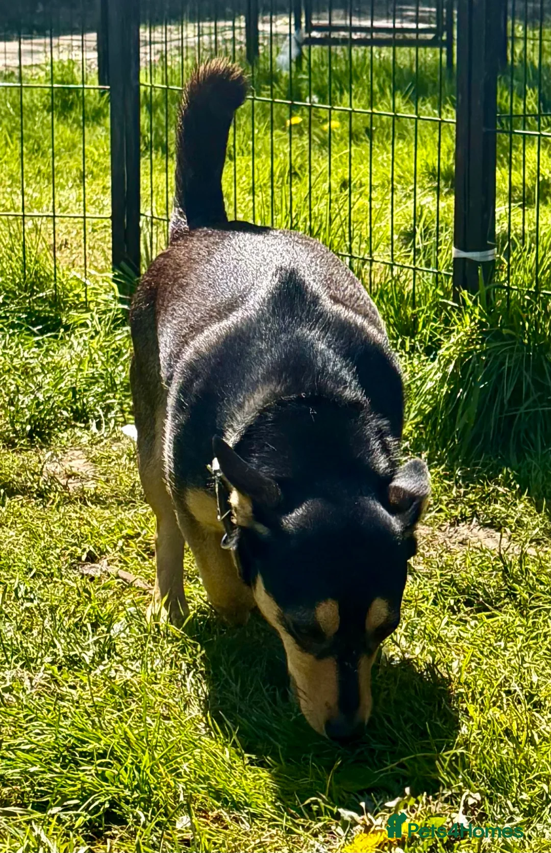 German Shepherd dogs for adoption: 🐾 ELZA – Miniature German Shepherd 🐾 - Advert 2