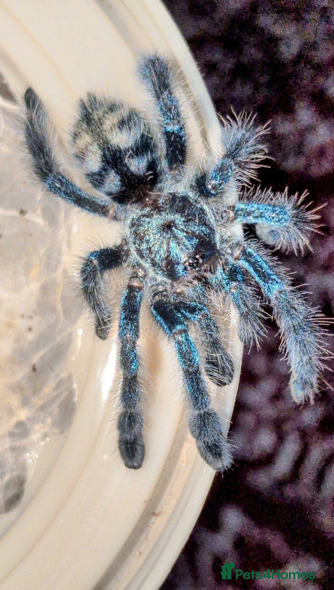 Tarantulas invertebrates Various Tarantulas (read description)  - Advert 1