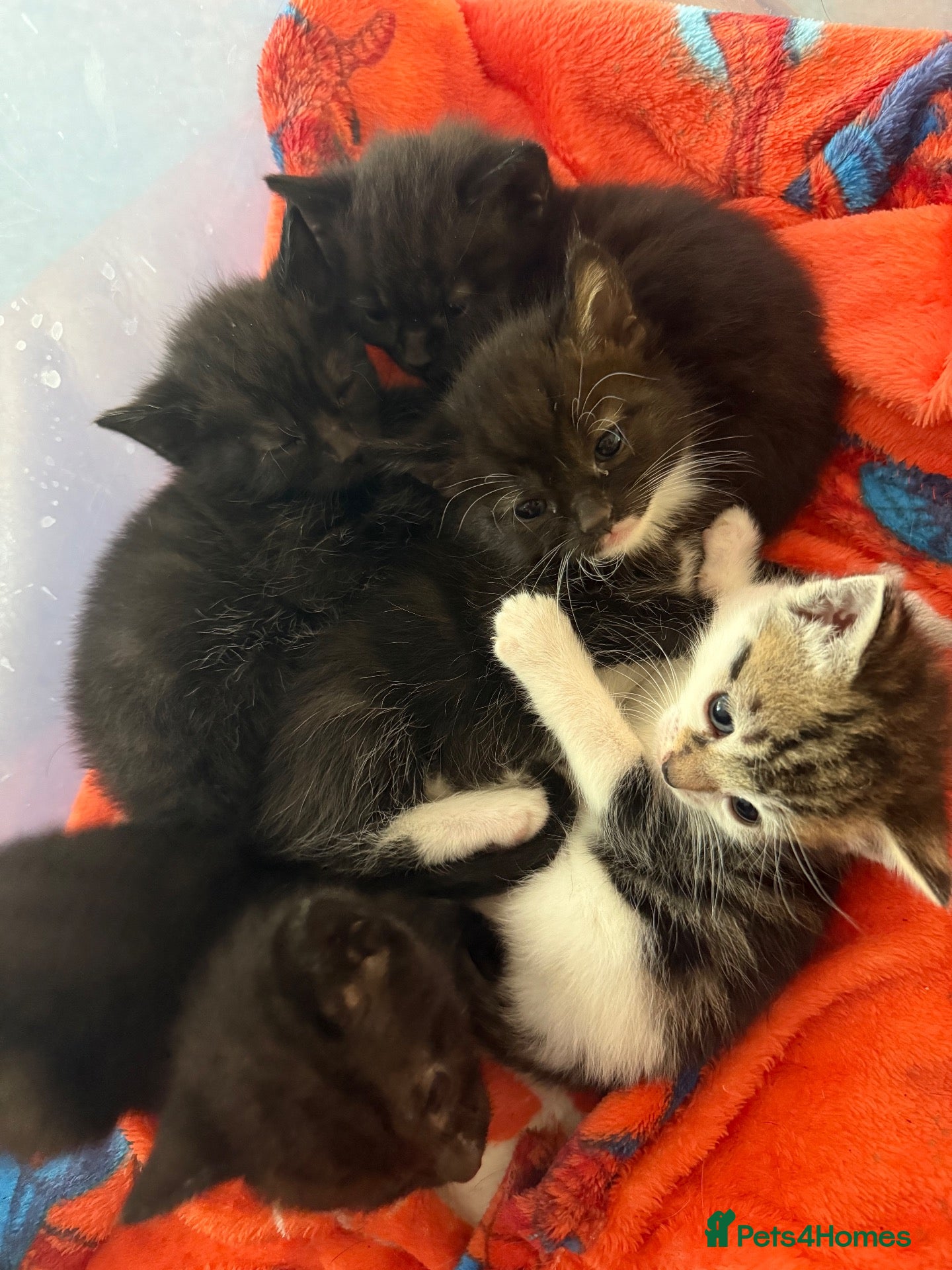 Domestic Shorthair cats 5 kittens available now - Advert 3