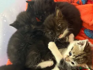 Domestic Shorthair cats 5 kittens available now - Advert 3