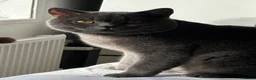British Shorthair cats for sale: REDUCED BRITISH SHORTHAIRS FOR SALE  - Advert 13