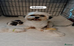 Zuchon dogs for sale: Female  - Image 2