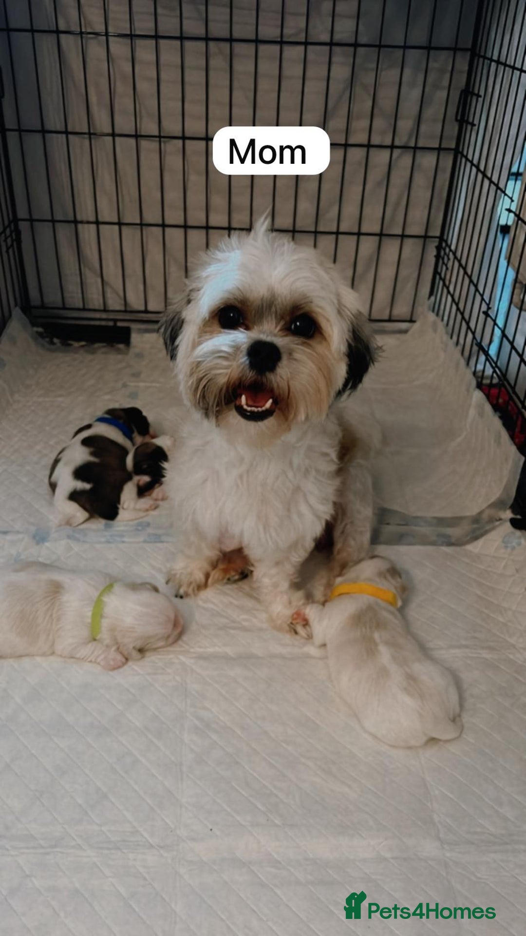 Zuchon dogs for sale: Female  - Image 2