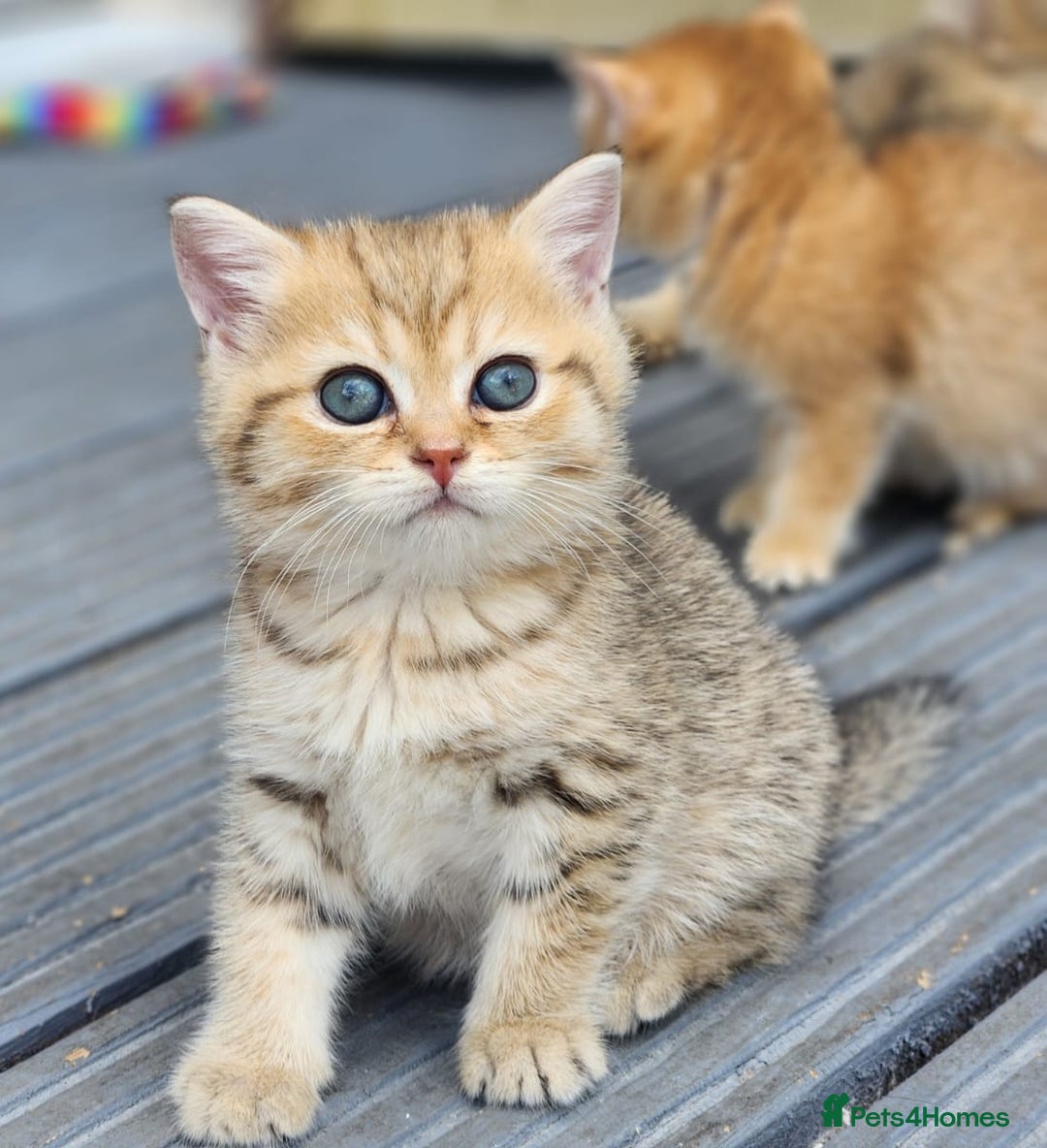 British Shorthair cats for sale: Tica reg Golden Shaded British shorthair kittens. - Image 23
