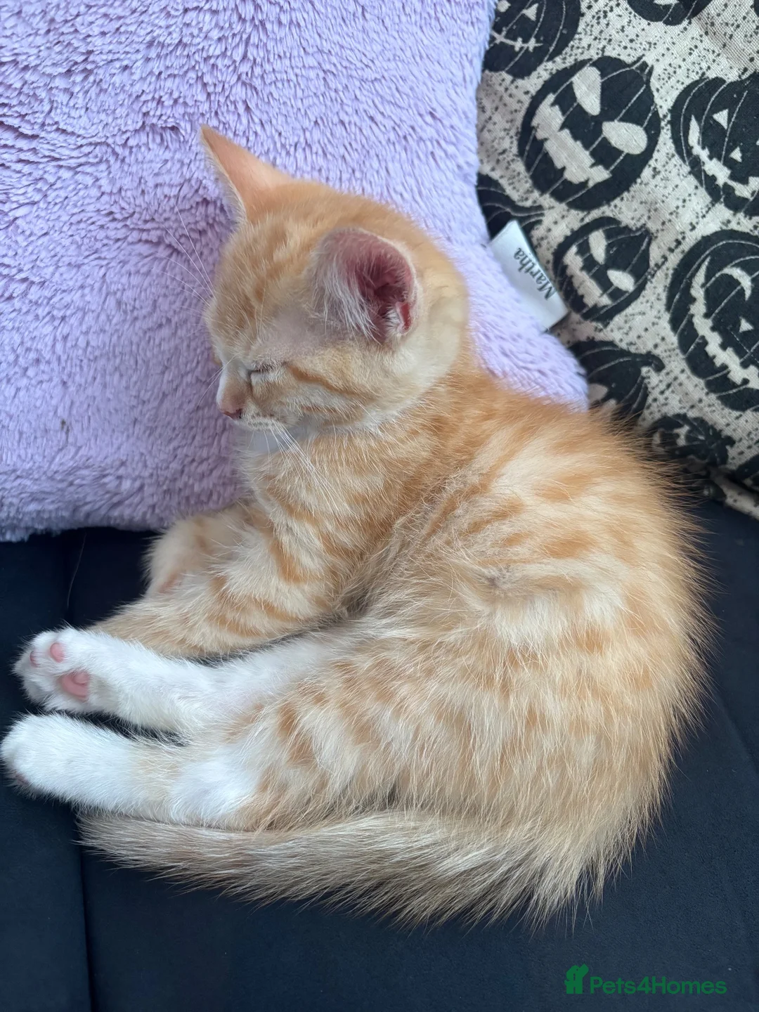 Mixed Breed cats for sale: Last ginger boy available ❤️‍🔥 in Rushden - Advert 2
