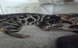 Bengal cats for sale:  Bengal with long haired blk & white kittens - Image 34