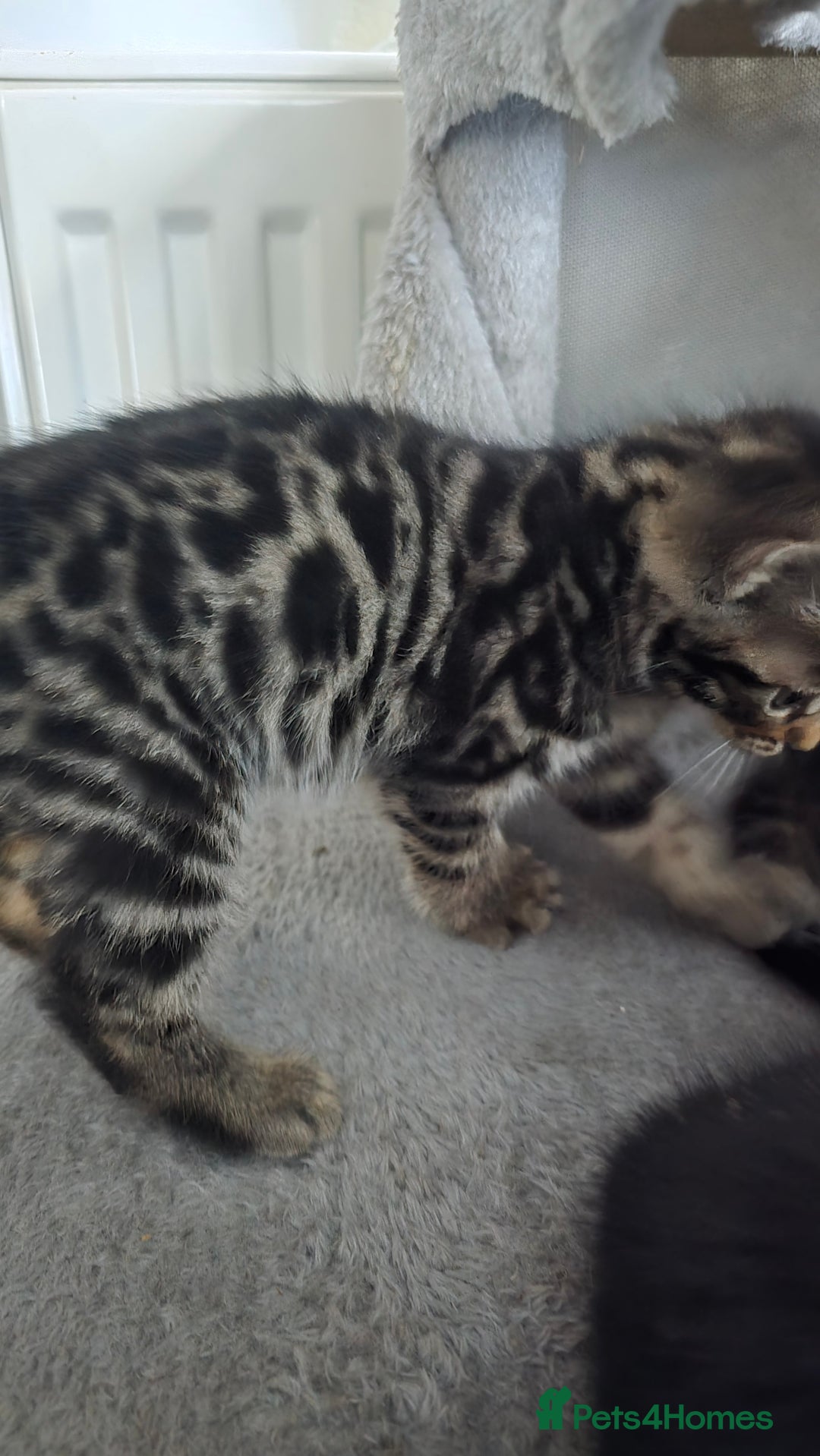 Bengal cats for sale:  Bengal with long haired blk & white kittens - Image 34