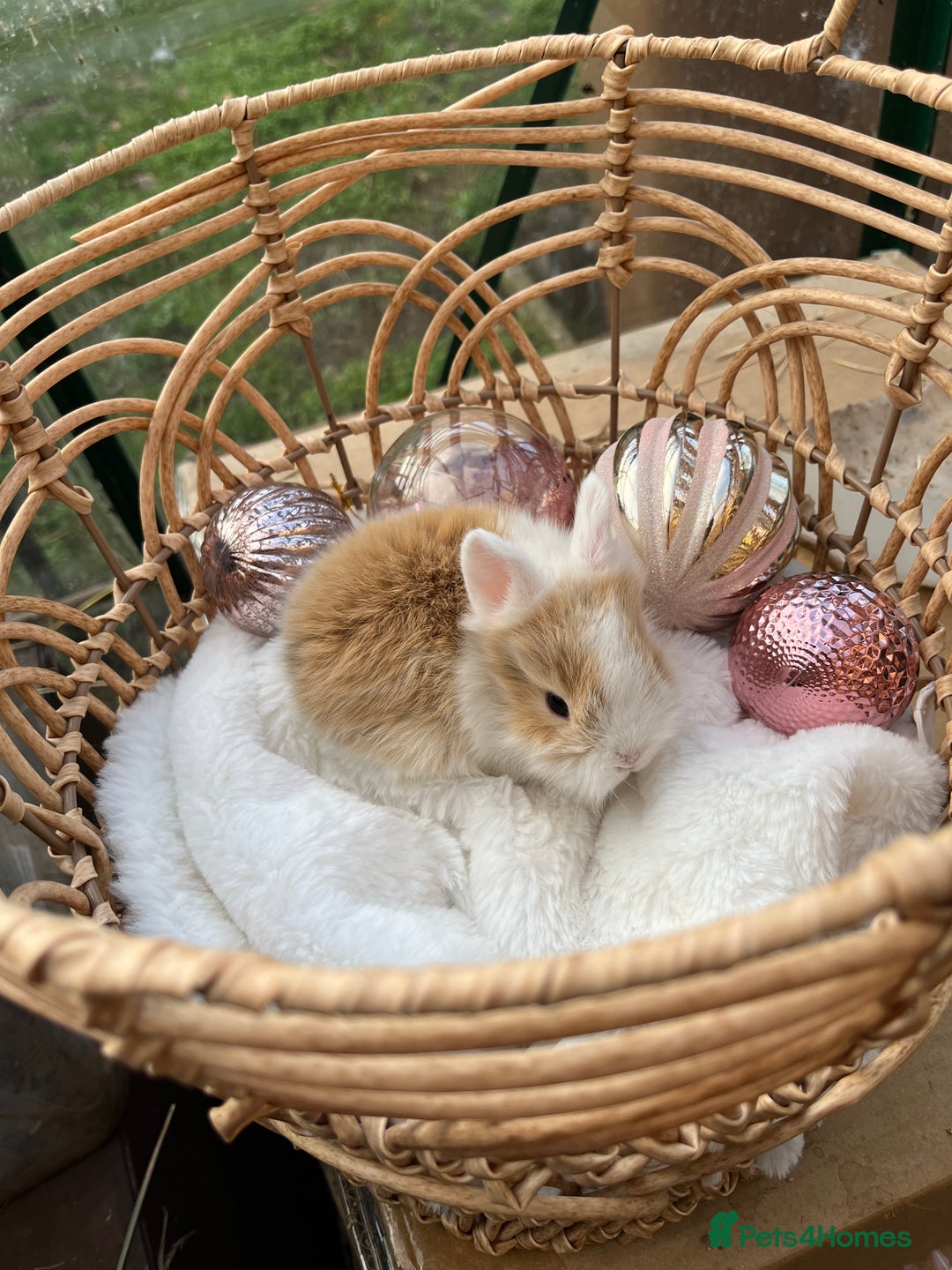 Lionhead rabbits for sale: 7 lionhead babies  - Advert 3