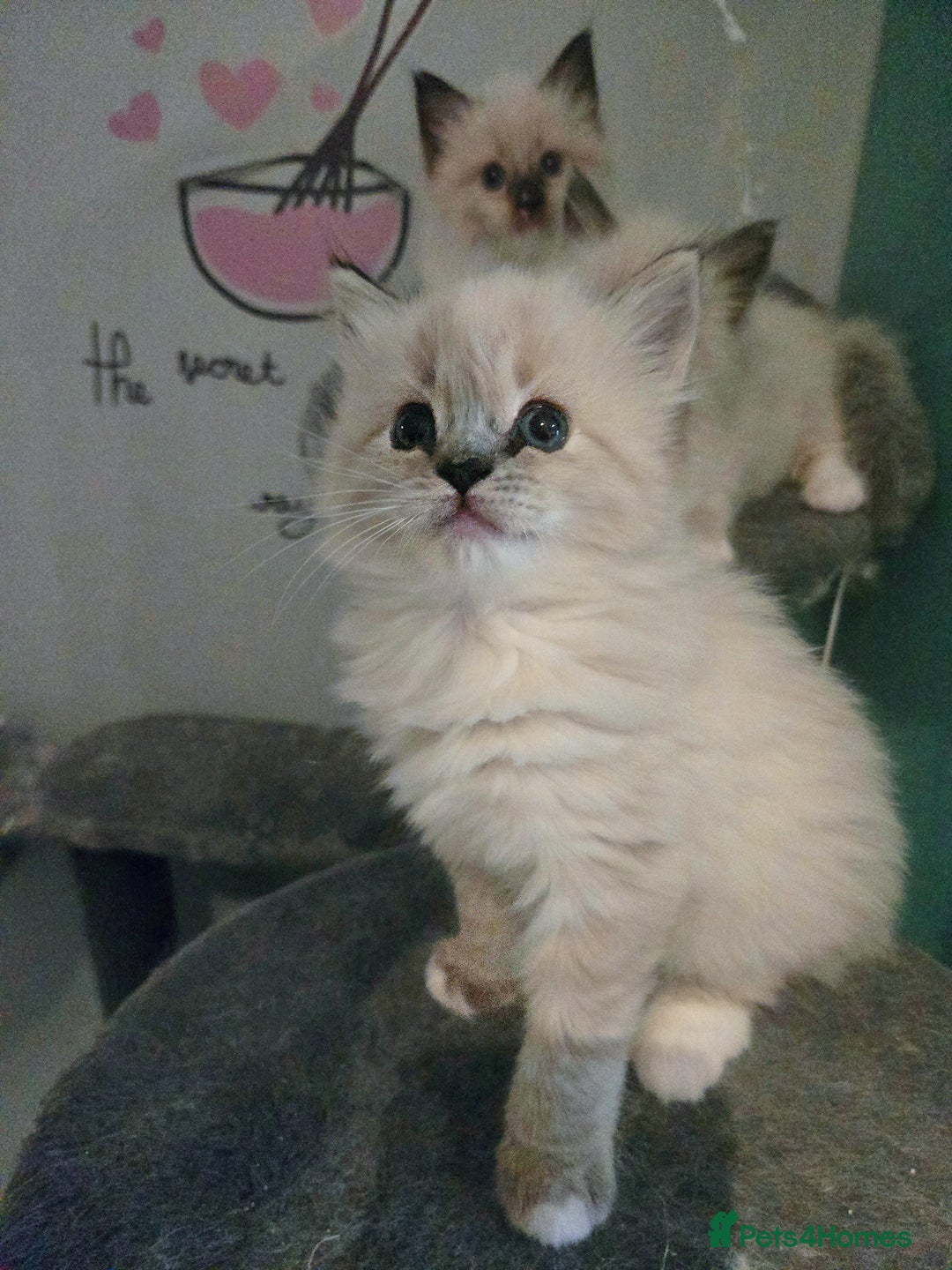 Ragdoll cats for sale: Beautiful purebred mitted ragdoll kittens - Image 9