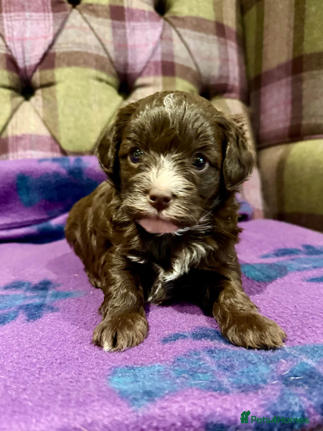 Cavapoo dogs for sale: Beautiful F1B Cavapoo puppies  - Advert 4