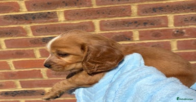 Cocker Spaniel dogs - Advert 7