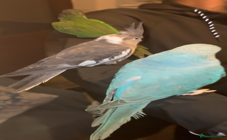 Mixed Breed birds - Advert 10