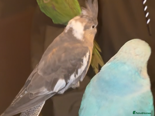 Mixed Breed birds - Advert 27