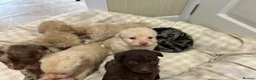Mixed Breed dogs for sale: Pomapoos  - Advert 5