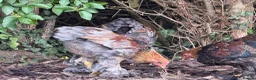 Chickens poultry for sale: Lavender partridge Bantam Brahma & pekin cockerels - Advert 3
